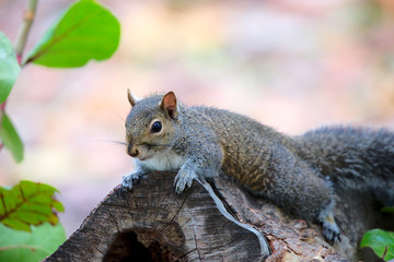 Grauhörnchen in Florida