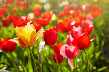 Obraz premium Group of colorful tulips lit by sunlight. Soft selective focus, tulips close up, toning. Bright colorful tulip photo background