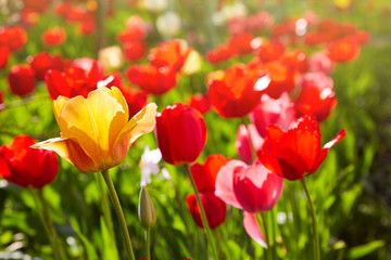 Group of colorful tulips lit by sunlight. Soft selective focus, tulips close up, toning. Bright colorful tulip photo background