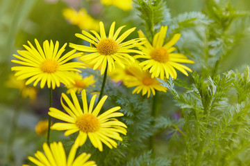 The Doronicum orientale (Leopard's Bane). Season blooming Perennial flowers in early spring garden. Beauty of nature.