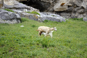Fototapeta premium Goat kid with his mom. Photo of tenderness.
