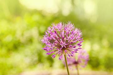 Beautiful blossom of Allium cristophii ( Persian onion or Star of Persia ) 
