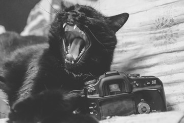 Black cat photographer yawns lying next to the camera