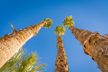 Joshua Tree