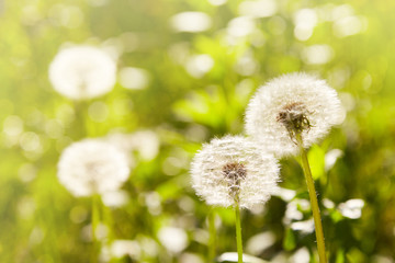 Dandelion seeds in the sunlight.