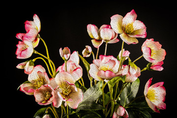 Obrazy  Romantyczne różowe kwiaty z bliska na białym tle na czarnym tle, zdjęcie do efektu malarstwa olejnego