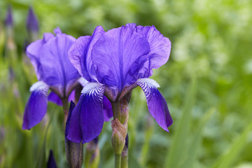 Violet-blue flowers of  bearded iris (Iris germanica) on a green background of meadow grasses