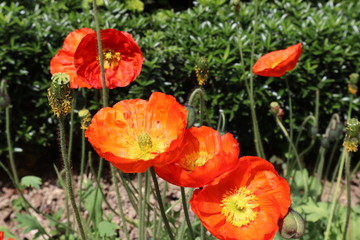 coquelicots du jardin