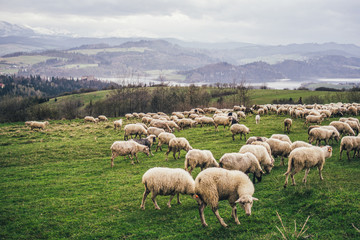 Sheep herd on a hill in Poland