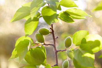 Green unripe apricots on a tree branch in a sunny  day on a blurred  background