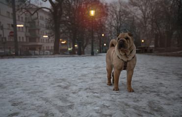 Cute little shar pei chinese dog in a park