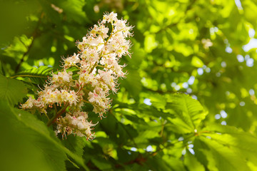 Flowers of chestnut trees in spring in the park.