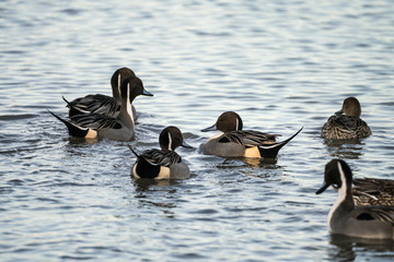 Group of Northern Pintail Ducks (Anas acuta) swimming