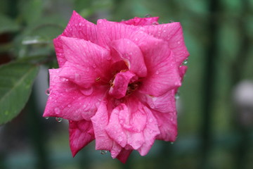 red flower in the garden