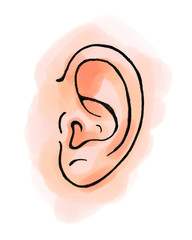 Hand drawn illustration of human ear, watercolors, isolated on white background. - 245395017