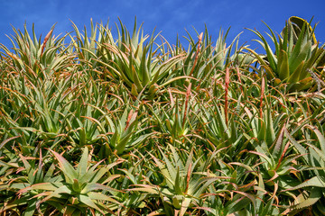 Close-up of budding Aloe Vera plants against clear blue sky, Cervo Ligure, Liguria, Italy