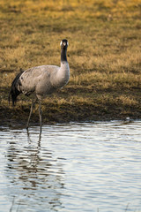 Common Crane (Grus grus