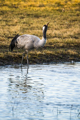 Common Crane (Grus grus