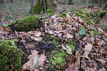 Baumstamm mit Moos und abgefallenem Laub