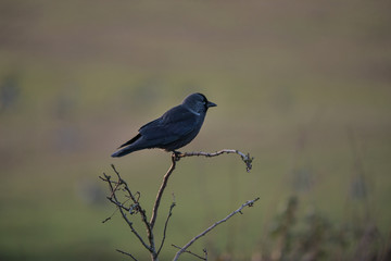 Close up of a Jackdaw ( Corvus monedula)