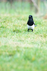 Magpie (Pica pica) on grass, looking at camera