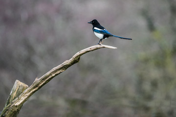 Fototapeta premium Magpie (Pica pica) perched on a branch