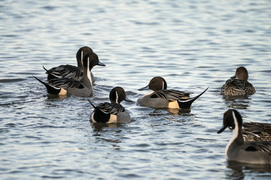 Group of Northern Pintail Ducks (Anas acuta) swimming