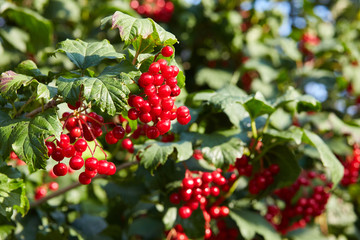 Ripe red bunches of viburnum.