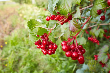Ripe red bunches of viburnum.