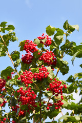 Ripe red bunches of viburnum.