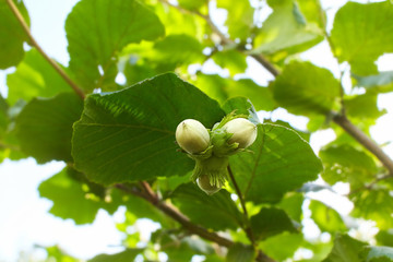 Green hazelnuts on the tree. Nuts of the filbert growing. Hazelnut tree, hazelnuts ready to pick....