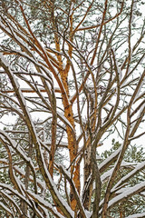 The branches of the pine tree of unusual shape in the woods of Central Russia