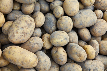Potatoes background. Fresh potato. autumn harwest of vegetables. 