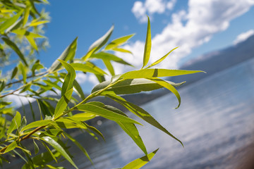 grass and blue sky
