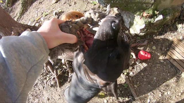 two dogs play with a toy in ultra slowmotion on a lambda garden