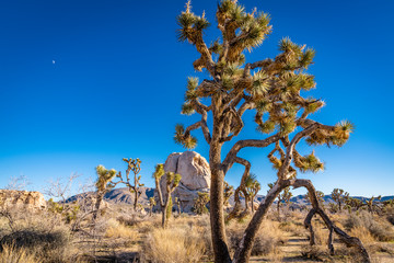 Joshua Tree