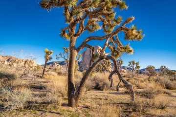 Joshua Tree