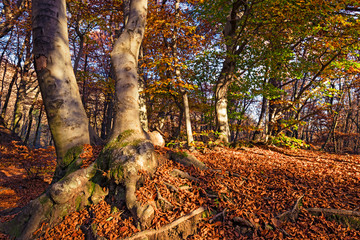 Panoramic view of a forest path on an autumn afternoon.
