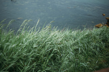 green grass with dew drops and blue bokeh. Morning dew on grass. blurred background