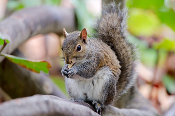 Grauhörnchen in Florida