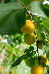 ripe apricots on a branch close-up
