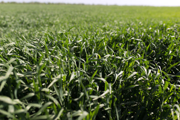 Image of green grass field