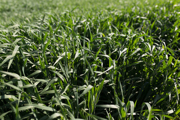 Image of green grass field