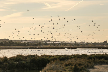 flying away birds on sunset view 