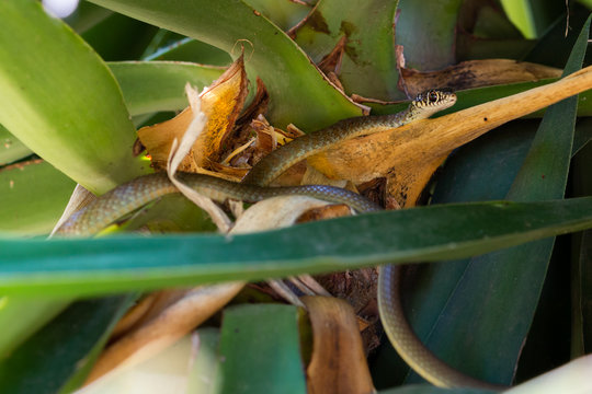Zornnatter sitzt in Palme