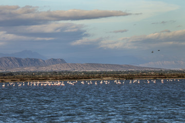 Lot of pink flamingo stand in blue salt lake and eating with rocks on background 