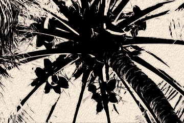 drzewo palmowe z owocami © Mariola