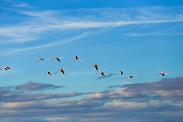 Lot of pink flamingo flying over salt lake in blue sky , Spain ,Alicante 