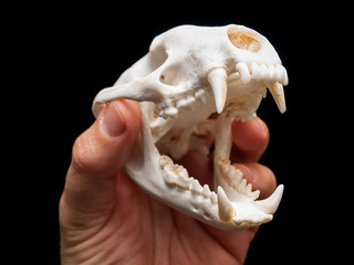 Badger skull © Sinisa Botas