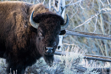 bison in winter © Madison Webb